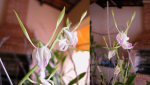 Maiores Detalhes