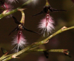 Maiores Detalhes