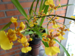 Maiores Detalhes