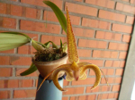 Maiores Detalhes
