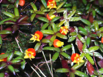 Maiores Detalhes