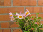 Maiores Detalhes