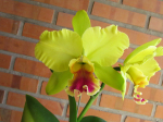 Maiores Detalhes