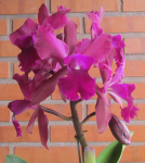 Maiores Detalhes