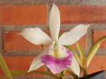 Maiores Detalhes