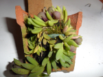 Maiores Detalhes