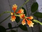 Maiores Detalhes