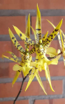 Maiores Detalhes